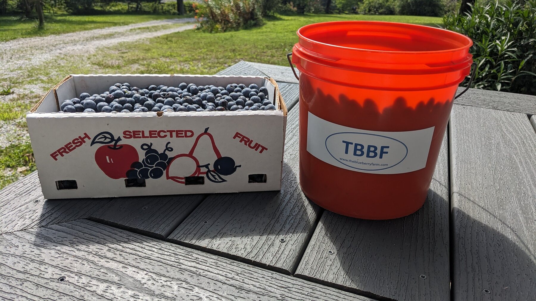 A box filled with blueberries beside a bright red TBBF field bucket