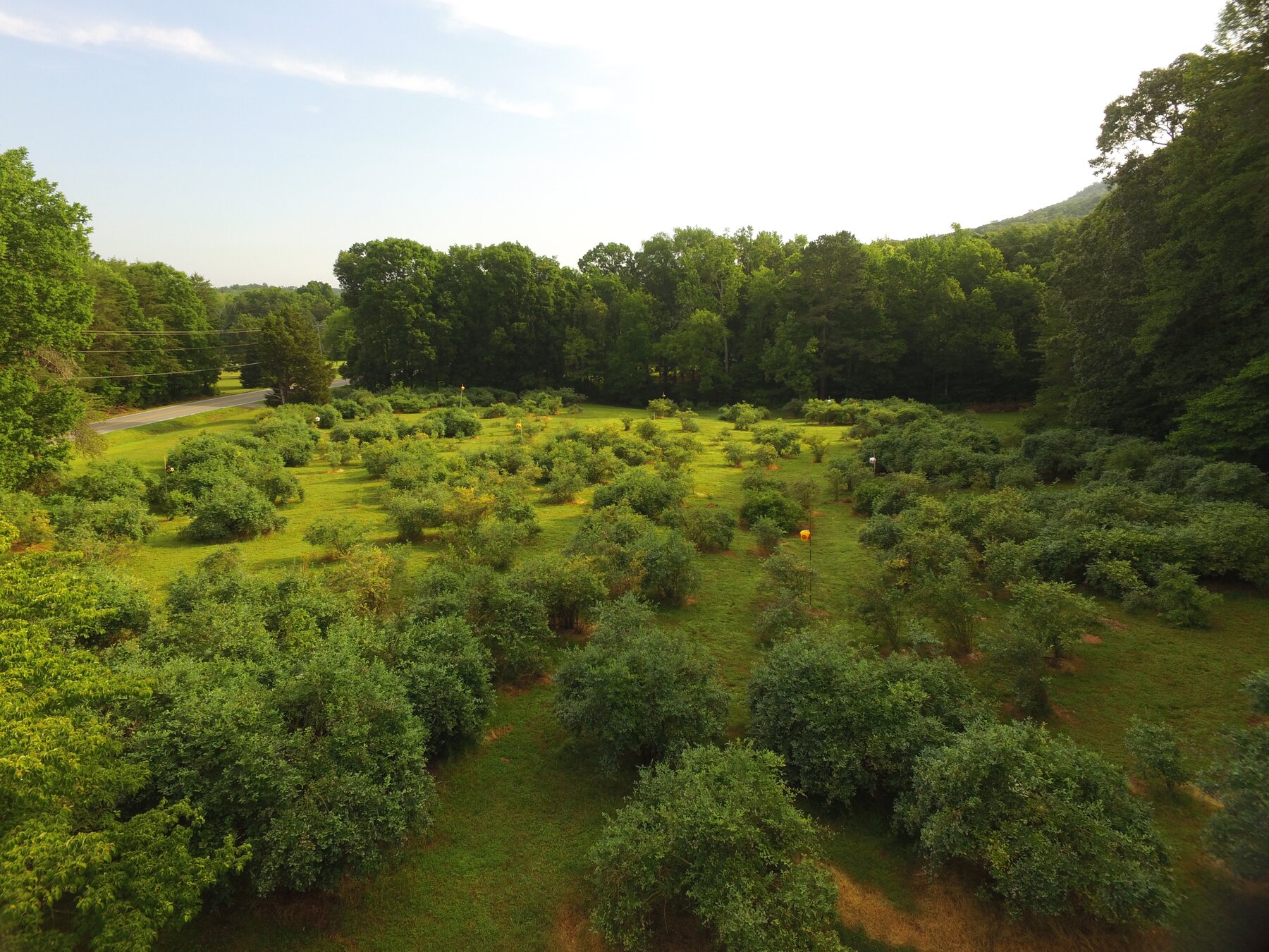 Aerial view of The Blueberry Farm, with large blueberry bushes spread through grass and surrounded by trees