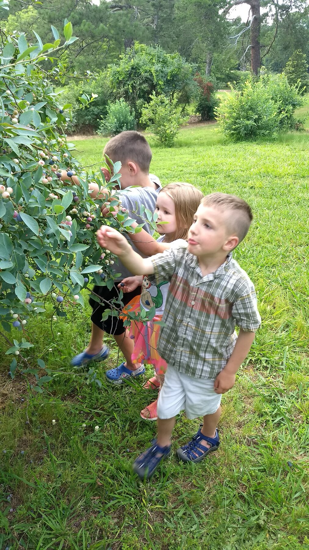 Children picking blueberries from a large Rabbiteye bush